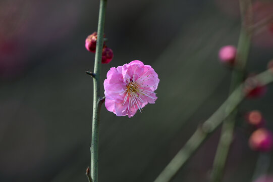 春天早春红梅春暖花开梅花盛开