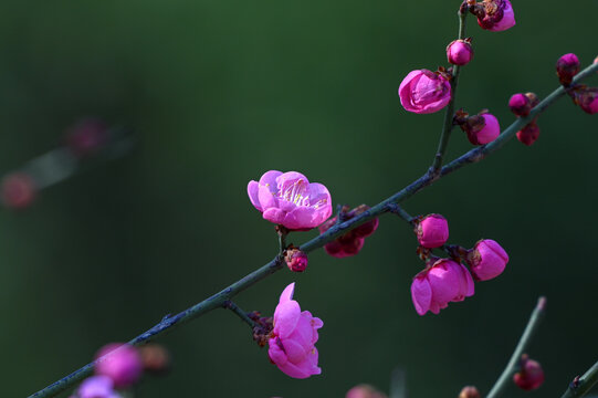 春天早春红梅春暖花开梅花盛开