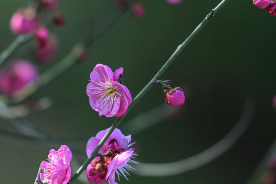 春天早春红梅春暖花开梅花盛开