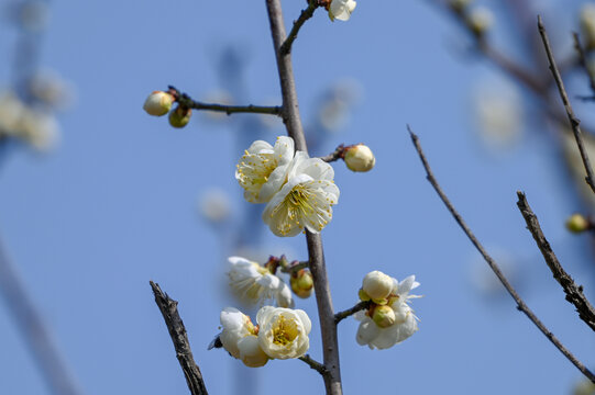 春天早春白梅花春暖花开梅花绽放