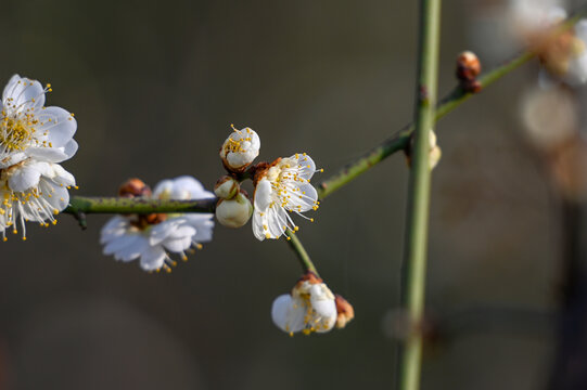 春天早春白梅花春暖花开梅花绽放