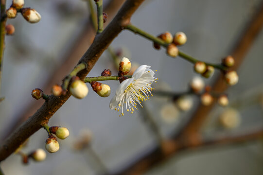 春天早春白梅花春暖花开梅花绽放