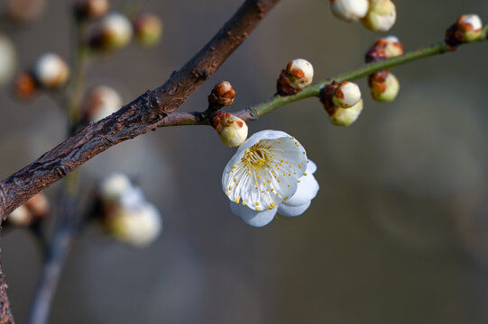 春天早春白梅花春暖花开梅花绽放