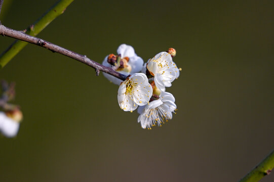 春天早春白梅花春暖花开梅花绽放