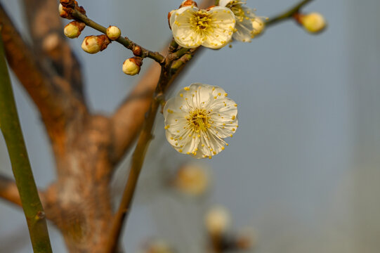 春天早春白梅花春暖花开梅花绽放