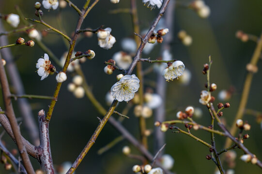 春天早春白梅花春暖花开梅花绽放