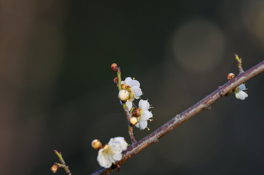 春天早春白梅花春暖花开梅花绽放