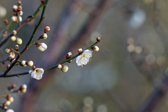 春天早春白梅花春暖花开梅花绽放