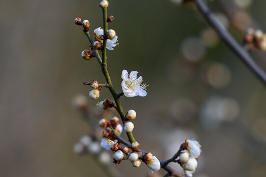 春天早春白梅花春暖花开梅花绽放