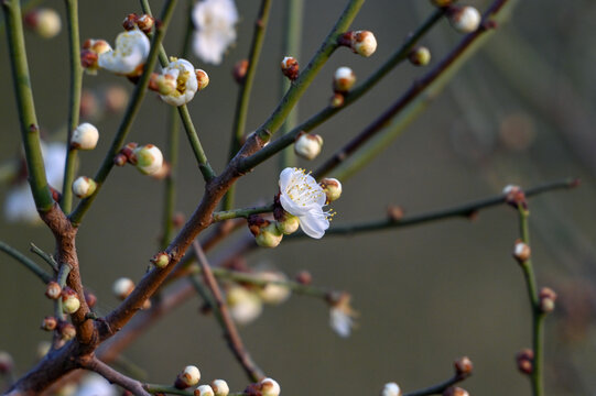 春天早春白梅花春暖花开梅花绽放