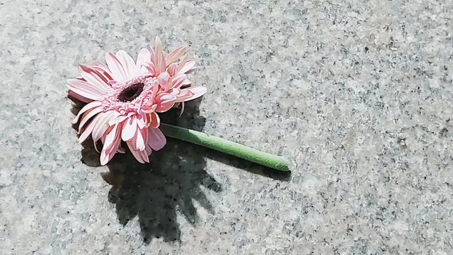 雏菊