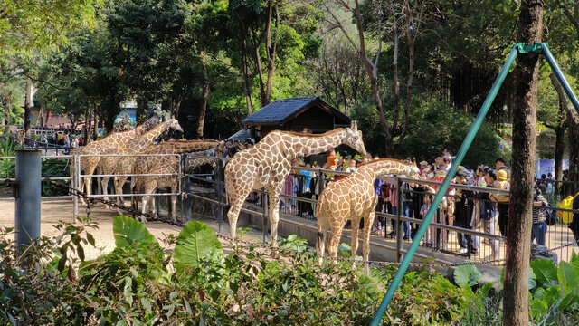 广州动物园的长颈鹿