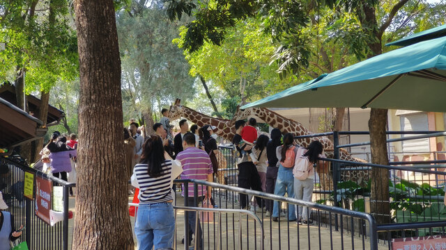 广州动物园的长颈鹿