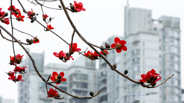 春天深圳城市盛开红色木棉花