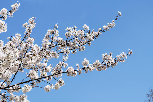 东京樱花