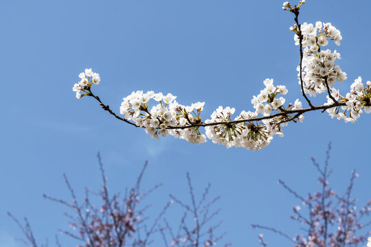 樱花