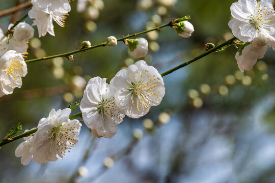 碧桃花3