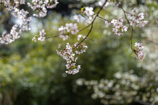 紫叶李