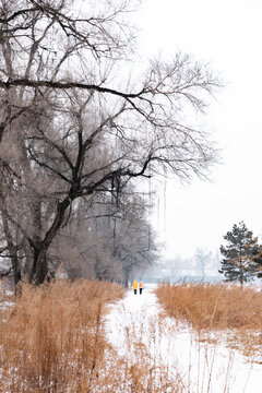 冬天农村雪后纯净枯树道路