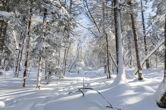 冬季天森林雪景树挂东北老里克湖