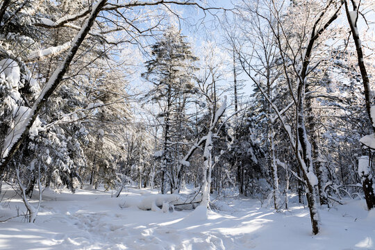 冬季天森林雪景树挂东北老里克湖