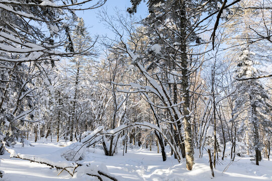 冬季天森林雪景树挂东北老里克湖