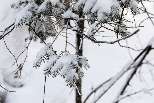 冬季天森林雪景树挂东北老里克湖