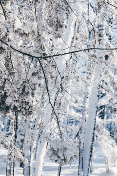 冬季天森林雪景树挂东北老里克湖