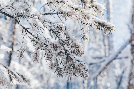冬季天森林雪景树挂东北老里克湖