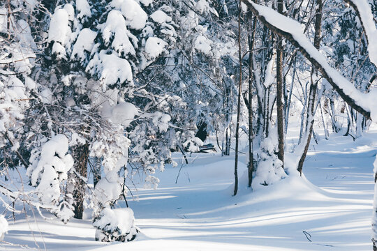 冬季天森林雪景树挂东北老里克湖