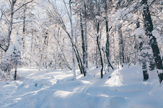 冬季天森林雪景树挂东北老里克湖