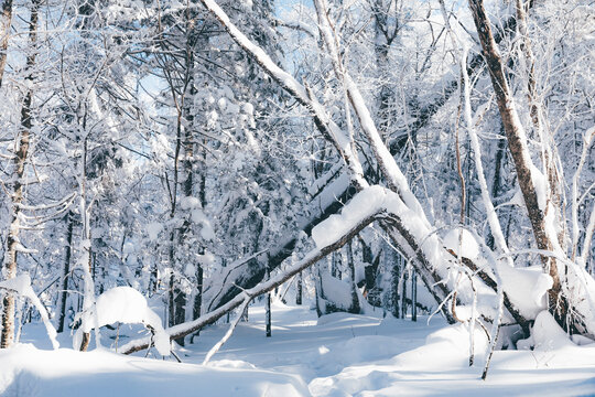 冬季天森林雪景树挂东北老里克湖