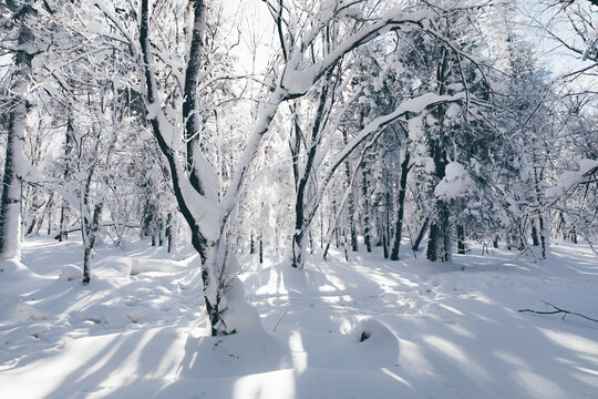 冬季天森林雪景树挂东北老里克湖