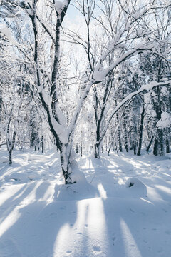 冬季天森林雪景树挂东北老里克湖