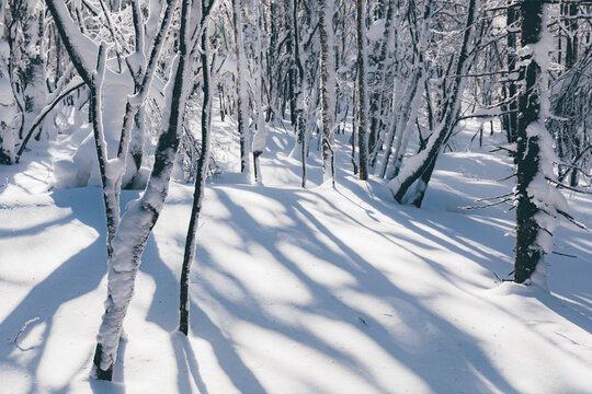 冬季天森林雪景树挂东北老里克湖