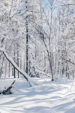 冬季天森林雪景树挂东北老里克湖