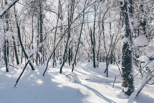 冬季天森林雪景树挂东北老里克湖