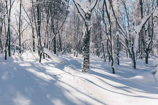 冬季天森林雪景树挂东北老里克湖