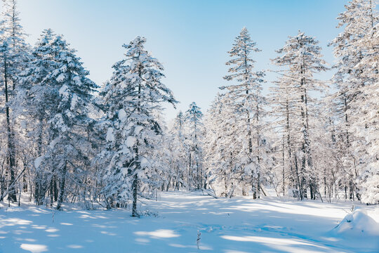 冬季天森林雪景树挂东北老里克湖