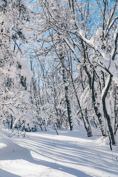 冬季天森林雪景树挂东北老里克湖