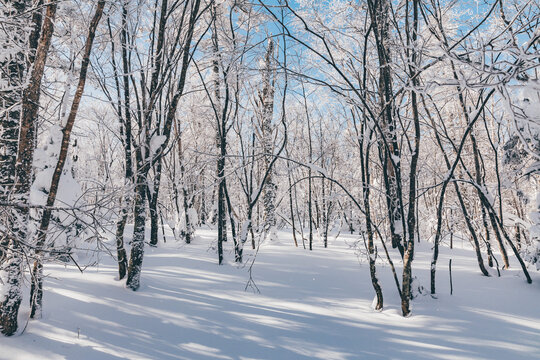 冬季天森林雪景树挂东北老里克湖