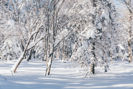 冬季天森林雪景树挂东北老里克湖