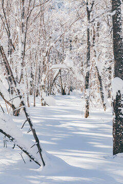 冬季天森林雪景树挂东北老里克湖