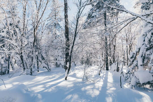 冬季天森林雪景树挂东北老里克湖