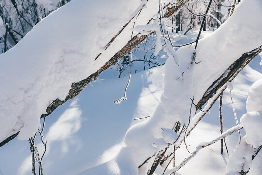 冬季天森林雪景树挂东北老里克湖