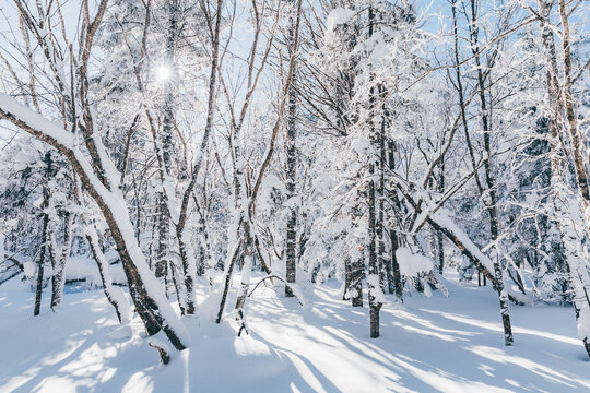 冬季天森林雪景树挂东北老里克湖