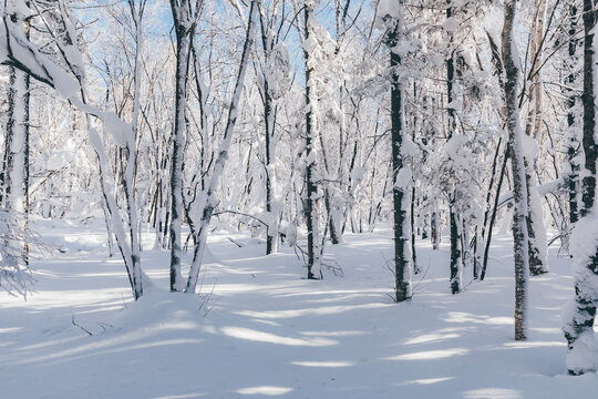 冬季天森林雪景树挂东北老里克湖