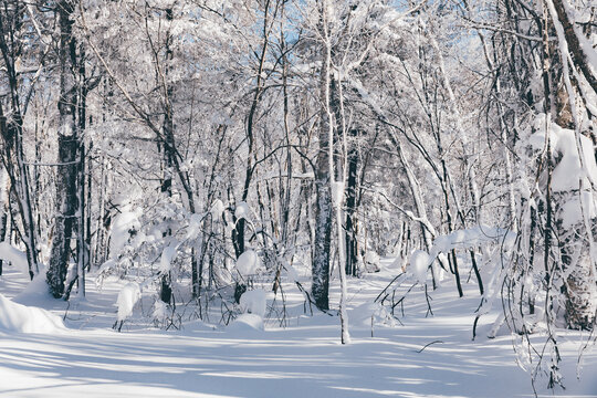 冬季天森林雪景树挂东北老里克湖