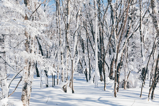 冬季天森林雪景树挂东北老里克湖