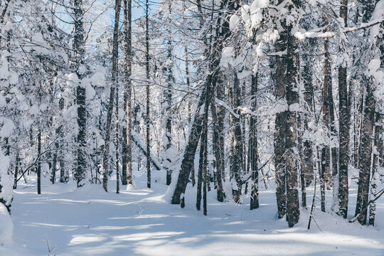 冬季天森林雪景树挂东北老里克湖